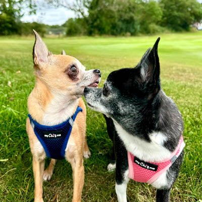 Tiny Trails Step In Air Mesh Puppy and Small Dog Harness Navy - Pet Supplier Store