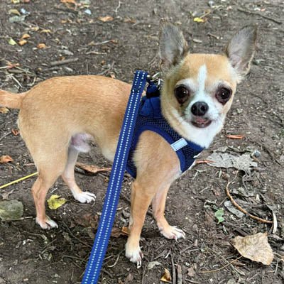Tiny Trails Step In Air Mesh Puppy and Small Dog Harness Navy - Pet Supplier Store