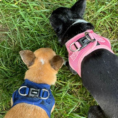 Tiny Trails Step In Air Mesh Puppy and Small Dog Harness Navy - Pet Supplier Store