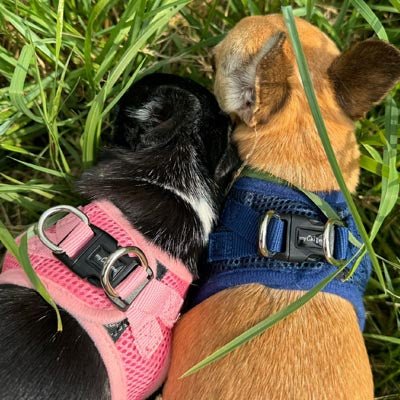 Tiny Trails Step In Air Mesh Puppy and Small Dog Harness Navy - Pet Supplier Store