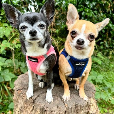 Tiny Trails Step In Air Mesh Puppy and Small Dog Harness Navy - Pet Supplier Store