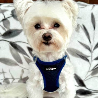 Tiny Trails Step In Air Mesh Puppy and Small Dog Harness Navy - Pet Supplier Store