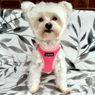 Tiny Trails Step In Air Mesh Puppy and Small Dog Harness Pink - Pet Supplier Store