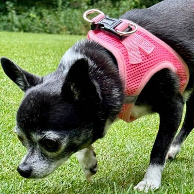 Tiny Trails Step In Air Mesh Puppy and Small Dog Harness Pink - Pet Supplier Store