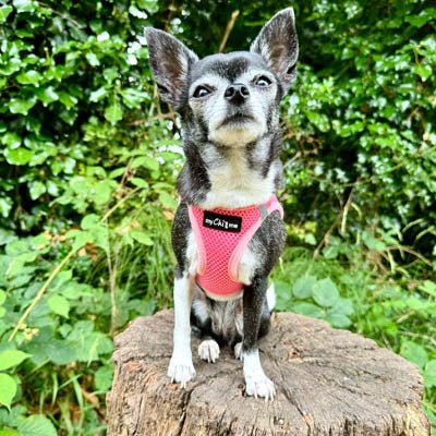 Tiny Trails Step In Air Mesh Puppy and Small Dog Harness Pink - Pet Supplier Store