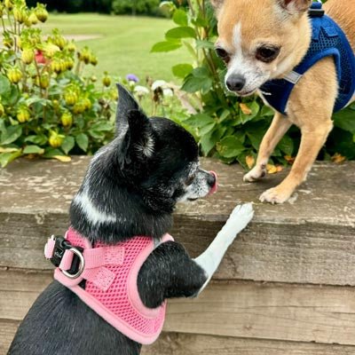 Tiny Trails Step In Air Mesh Puppy and Small Dog Harness Pink - Pet Supplier Store
