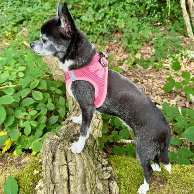 Tiny Trails Step In Air Mesh Puppy and Small Dog Harness Pink - Pet Supplier Store