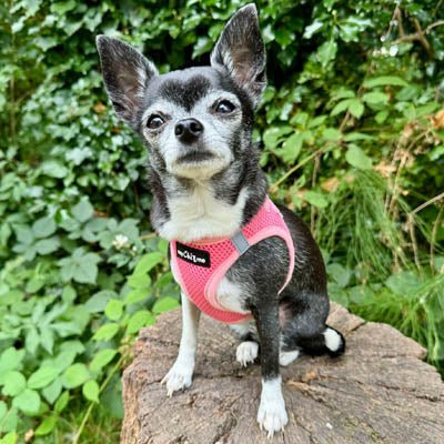 Tiny Trails Step In Air Mesh Puppy and Small Dog Harness Pink - Pet Supplier Store
