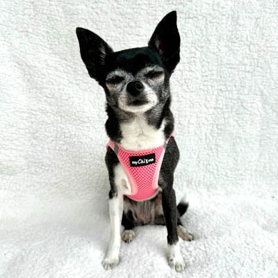 Tiny Trails Step In Air Mesh Puppy and Small Dog Harness Pink - Pet Supplier Store