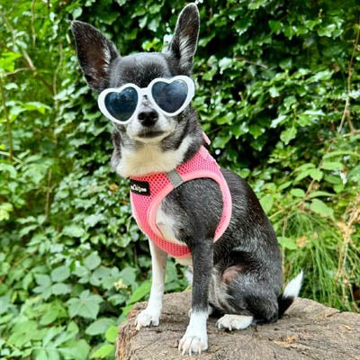 Tiny Trails Step In Air Mesh Puppy and Small Dog Harness Pink - Pet Supplier Store