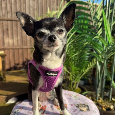 Tiny Trails Step In Air Mesh Puppy and Small Dog Harness Purple - Pet Supplier Store