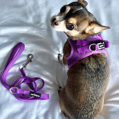 Tiny Trails Step In Air Mesh Puppy and Small Dog Harness Purple - Pet Supplier Store