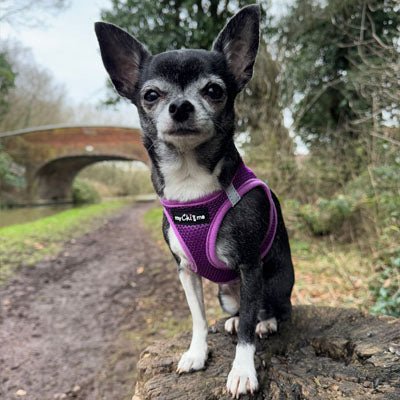 Tiny Trails Step In Air Mesh Puppy and Small Dog Harness Purple - Pet Supplier Store