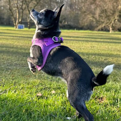 Tiny Trails Step In Air Mesh Puppy and Small Dog Harness Purple - Pet Supplier Store