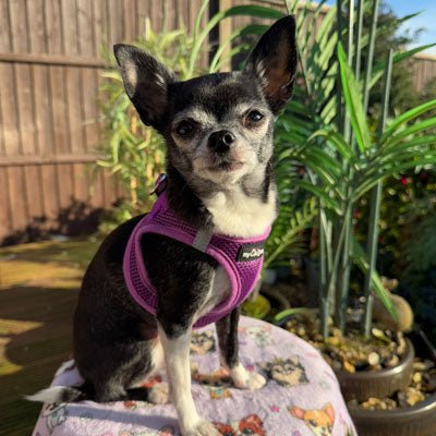 Tiny Trails Step In Air Mesh Puppy and Small Dog Harness Purple - Pet Supplier Store