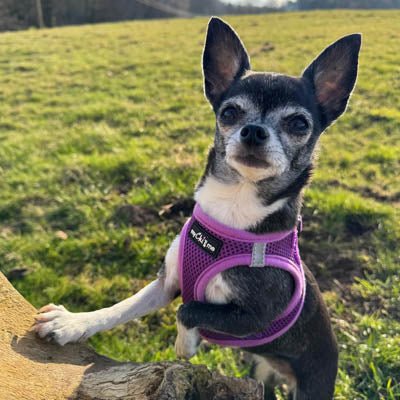 Tiny Trails Step In Air Mesh Puppy and Small Dog Harness Purple - Pet Supplier Store