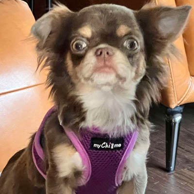 Tiny Trails Step In Air Mesh Puppy and Small Dog Harness Purple - Pet Supplier Store