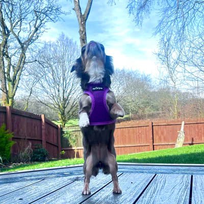Tiny Trails Step In Air Mesh Puppy and Small Dog Harness Purple - Pet Supplier Store