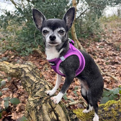 Tiny Trails Step In Air Mesh Puppy and Small Dog Harness Purple - Pet Supplier Store
