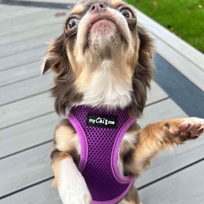 Tiny Trails Step In Air Mesh Puppy and Small Dog Harness Purple - Pet Supplier Store
