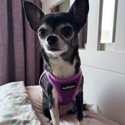 Tiny Trails Step In Air Mesh Puppy and Small Dog Harness Purple - Pet Supplier Store