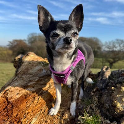 Tiny Trails Step In Air Mesh Puppy and Small Dog Harness Purple - Pet Supplier Store