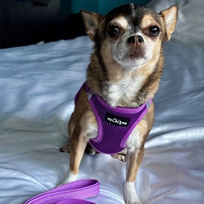 Tiny Trails Step In Air Mesh Puppy and Small Dog Harness Purple - Pet Supplier Store