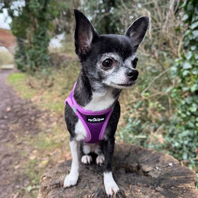 Tiny Trails Step In Air Mesh Puppy and Small Dog Harness Purple - Pet Supplier Store