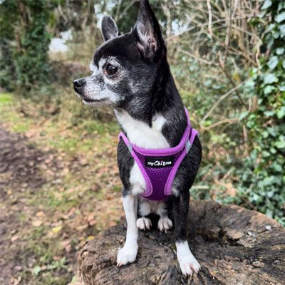 Tiny Trails Step In Air Mesh Puppy and Small Dog Harness Purple - Pet Supplier Store