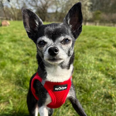 Tiny Trails Step In Air Mesh Puppy and Small Dog Harness Red - Pet Supplier Store