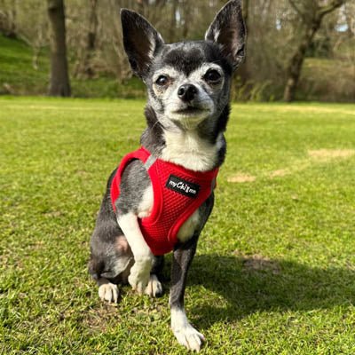 Tiny Trails Step In Air Mesh Puppy and Small Dog Harness Red - Pet Supplier Store