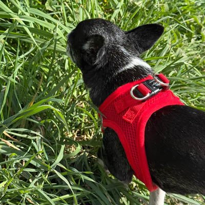 Tiny Trails Step In Air Mesh Puppy and Small Dog Harness Red - Pet Supplier Store