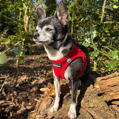 Tiny Trails Step In Air Mesh Puppy and Small Dog Harness Red - Pet Supplier Store
