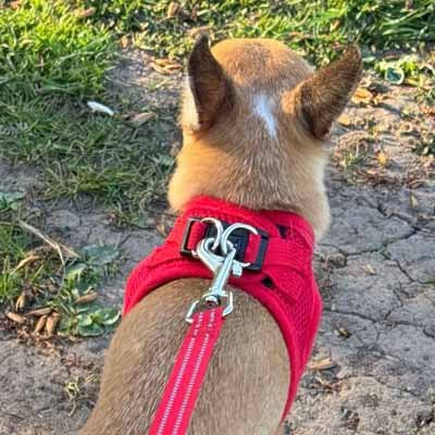 Tiny Trails Step In Air Mesh Puppy and Small Dog Harness Red - Pet Supplier Store