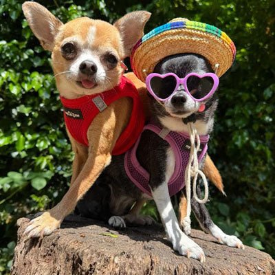 Tiny Trails Step In Air Mesh Puppy and Small Dog Harness Red - Pet Supplier Store