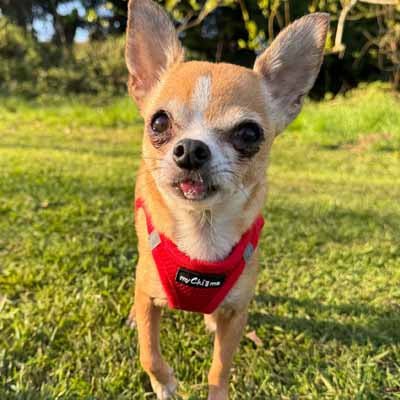 Tiny Trails Step In Air Mesh Puppy and Small Dog Harness Red - Pet Supplier Store