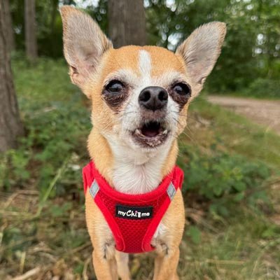 Tiny Trails Step In Air Mesh Puppy and Small Dog Harness Red - Pet Supplier Store