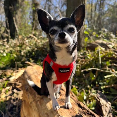 Tiny Trails Step In Air Mesh Puppy and Small Dog Harness Red - Pet Supplier Store