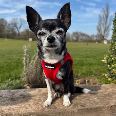 Tiny Trails Step In Air Mesh Puppy and Small Dog Harness Red - Pet Supplier Store