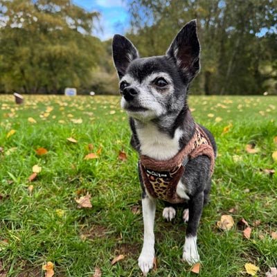 Tiny Trails Step In Luxury Leopard Puppy and Small Dog Harness - Pet Supplier Store