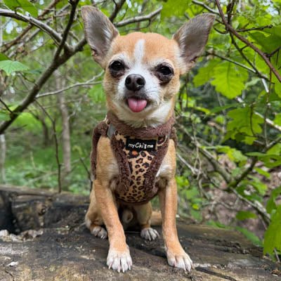 Tiny Trails Step In Luxury Leopard Puppy and Small Dog Harness - Pet Supplier Store