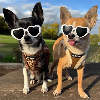 Tiny Trails Step In Luxury Leopard Puppy and Small Dog Harness - Pet Supplier Store