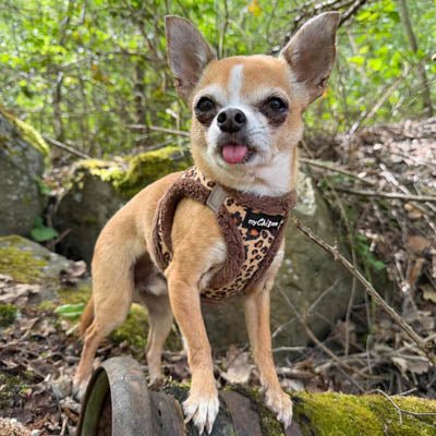 Tiny Trails Step In Luxury Leopard Puppy and Small Dog Harness - Pet Supplier Store