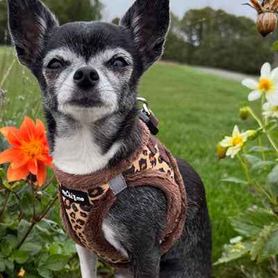 Tiny Trails Step In Luxury Leopard Puppy and Small Dog Harness - Pet Supplier Store