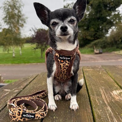 Tiny Trails Step In Luxury Leopard Puppy and Small Dog Harness - Pet Supplier Store