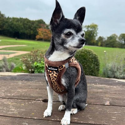 Tiny Trails Step In Luxury Leopard Puppy and Small Dog Harness - Pet Supplier Store