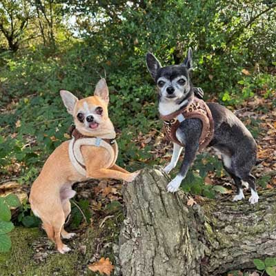 Tiny Trails Step In Luxury Leopard Puppy and Small Dog Harness - Pet Supplier Store