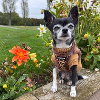 Tiny Trails Step In Luxury Leopard Puppy and Small Dog Harness - Pet Supplier Store