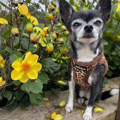 Tiny Trails Step In Luxury Leopard Puppy and Small Dog Harness - Pet Supplier Store