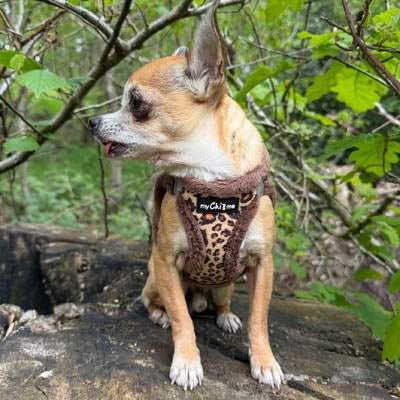 Tiny Trails Step In Luxury Leopard Puppy and Small Dog Harness - Pet Supplier Store
